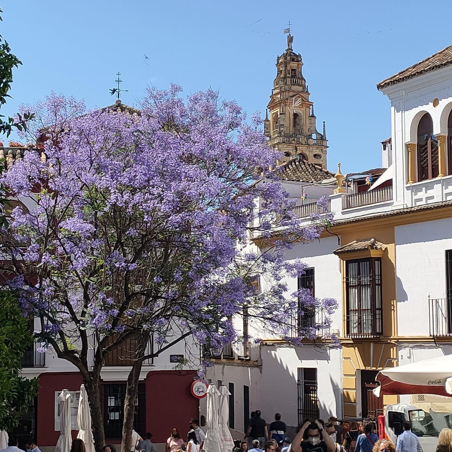 A 20 Metros De La Mezquita Catedral ,Apartamentos Turistico Cespedes 5 Córdoba Pokoj fotografie